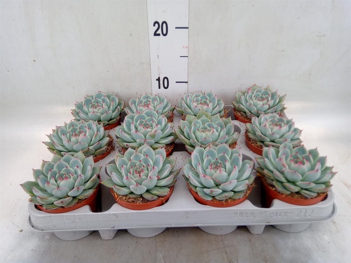 <h4>Echeveria   ...</h4>