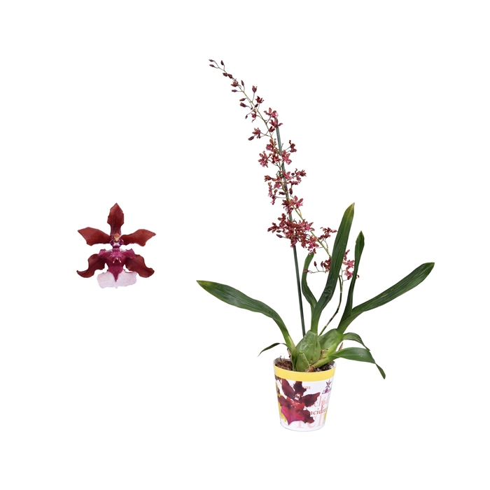 <h4>Oncidium 'Cherry Baby' 1 tak 12 cm met potcover</h4>