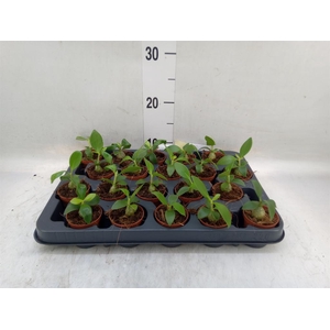 Hydnophytum papuanum