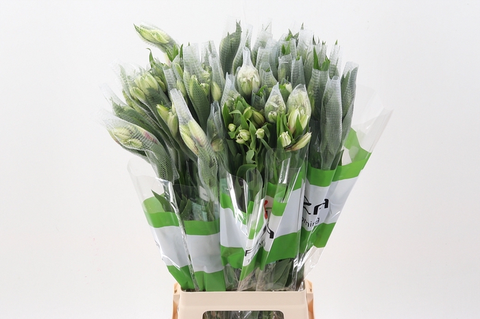 <h4>Alstr Himalaya Fu</h4>