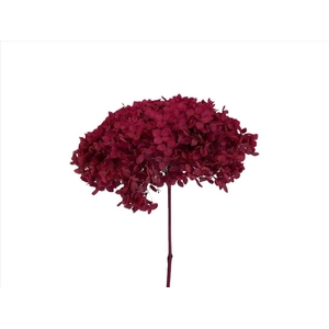 Hydrangea Hot Pink AC09933