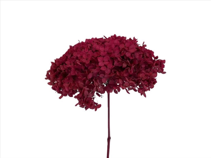 <h4>Hydrangea Hot Pink AC09933</h4>