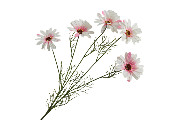 <h4>Leucanthemum Pink Light</h4>