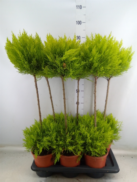 <h4>Cupressus macro. 'Goldcrest' .shape</h4>
