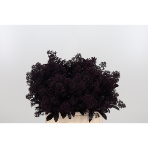 Skimmia Kl Bh Aubergine