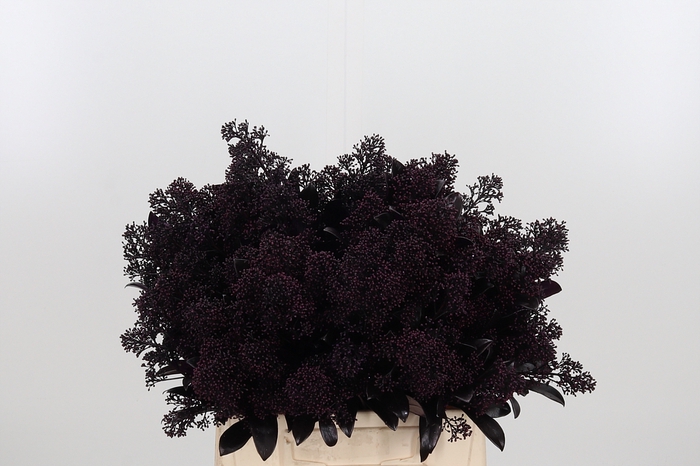 <h4>Skimmia Kl Bh Aubergine</h4>