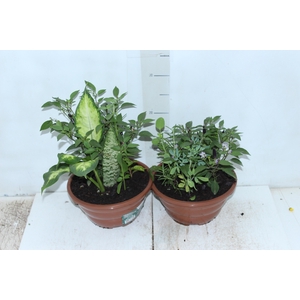 COQUETEL 7 ERVAS C21