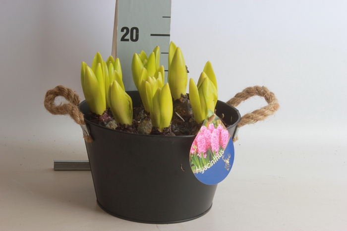 <h4>ARR HYACINTH</h4>