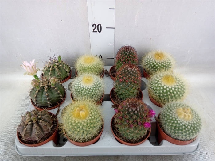 <h4>Cactus   ...flowering mix</h4>