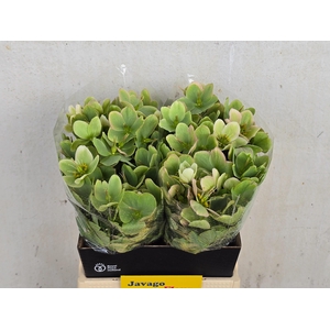 HELL FRK MOLLYS WHIT