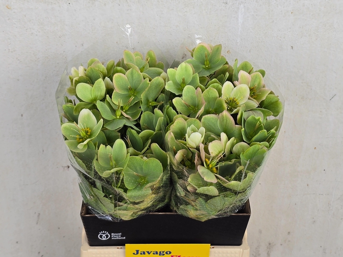 <h4>HELL FRK MOLLYS WHIT</h4>