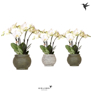 Kolibri Orchids Phalaenopsis Jewel Ghent in Ancient green