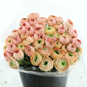 Ran Su Sr Tuareg Extra