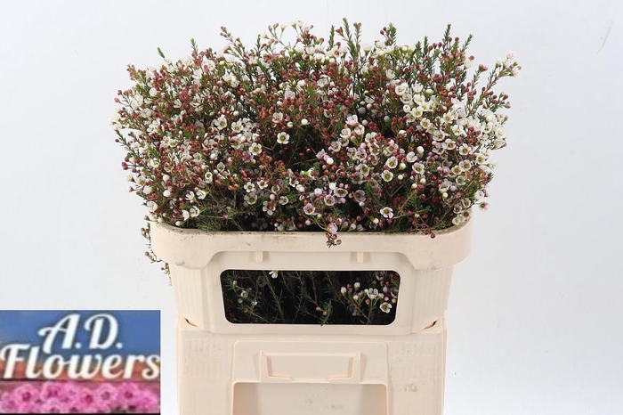 <h4>Cham MI Liron</h4>