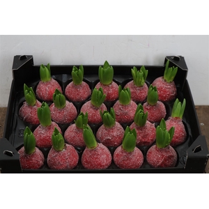 Wax Hyacinth Gl Rood Kerst