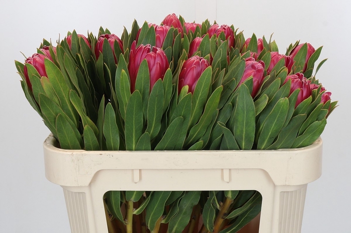 <h4>PROTEA BRENDA</h4>