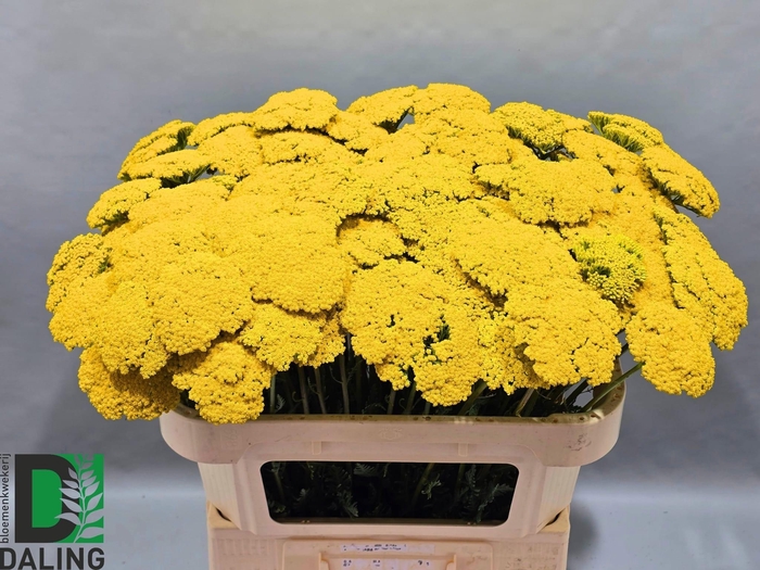 <h4>ACHIL F PARK VARIETY</h4>