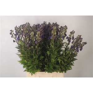 Aconitum Arendsii