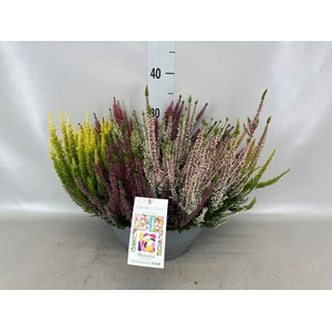 Calluna vulg. 'Beauty L Mosaica'