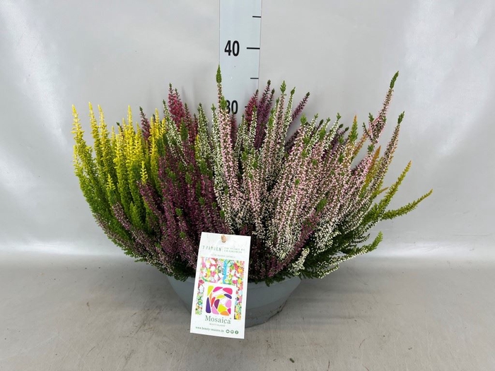 <h4>Calluna vulg. 'Beauty L Mosaica'</h4>