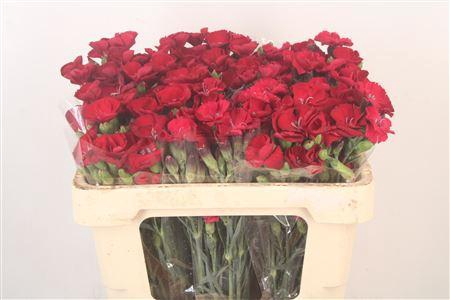 <h4>Di Symply Passion Fly</h4>