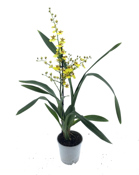 <h4>ONCIDIUM OV</h4>
