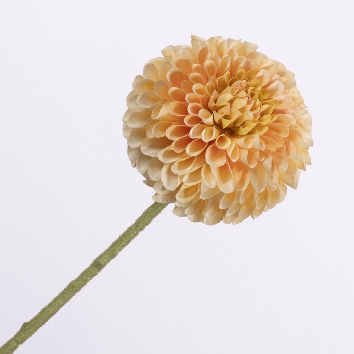Dahlia Peach FL440337PEA