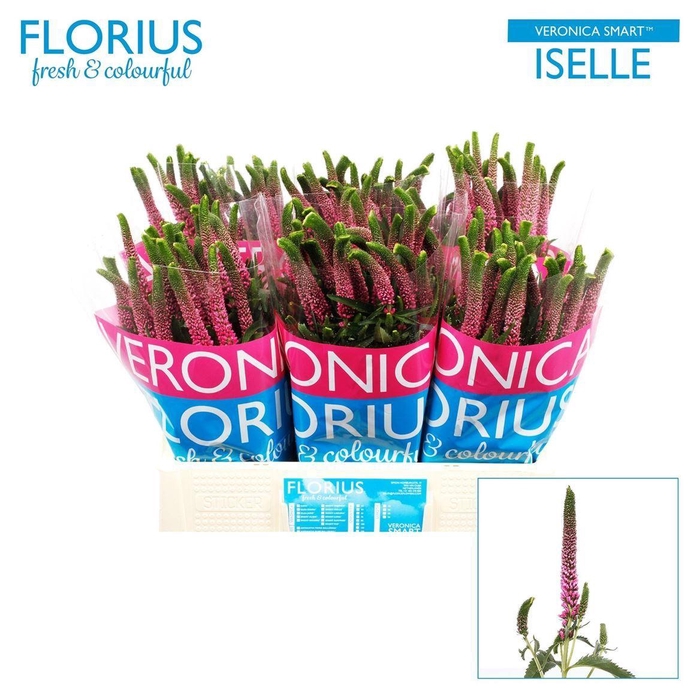 <h4>Veron Smart Iselle</h4>