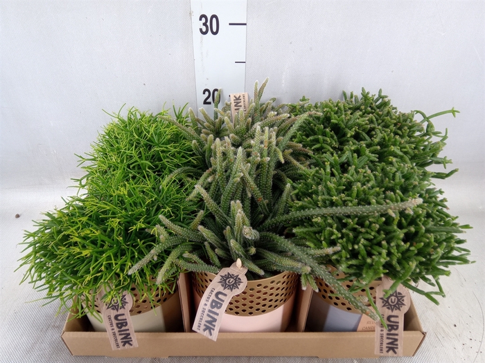 Rhipsalis   ...mix