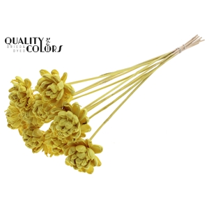 Shola New Beauty Rose 6cm on stem Yellow