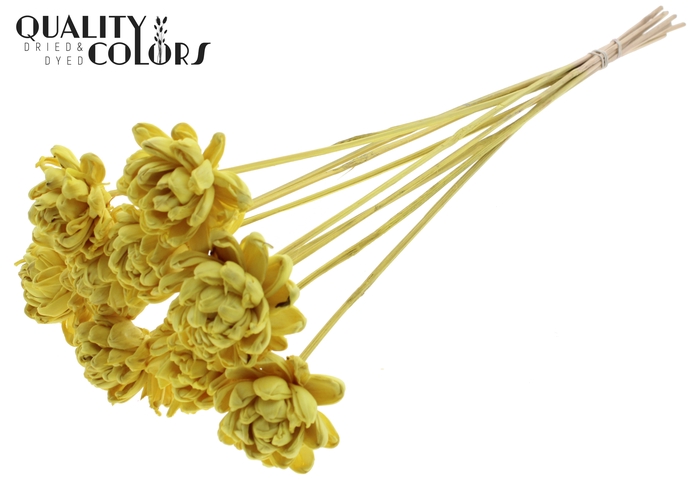 Shola New Beauty Rose 6cm on stem Yellow