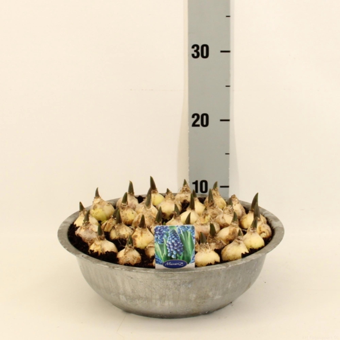 <h4>MUSCAR CAROLA</h4>