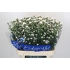 Aster Cassy