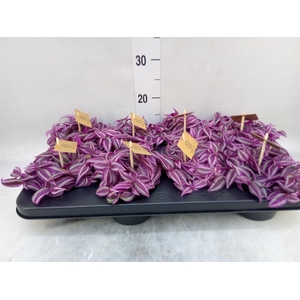 Tradescantia zebr. 'Pink Paradise'