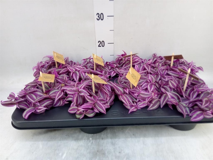 <h4>Tradescantia zebr. 'Pink Paradise'</h4>