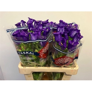 CAMP M CHAMPION BLUE