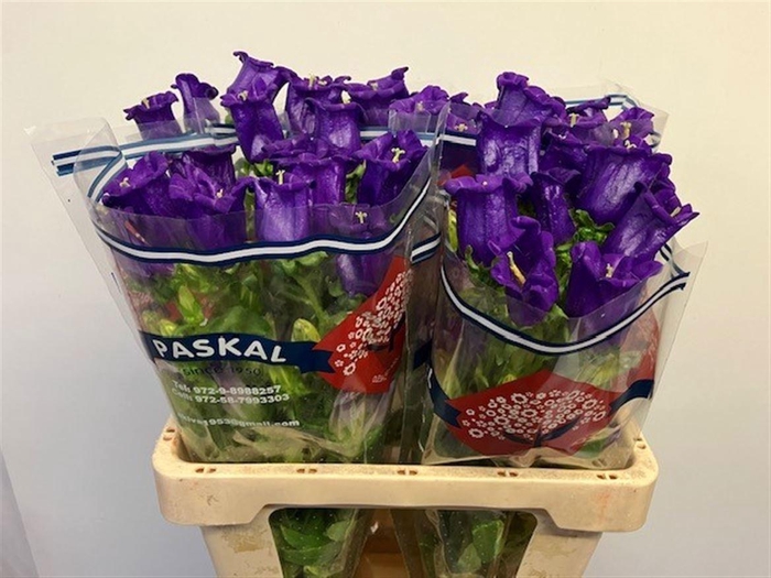 <h4>CAMP M CHAMPION BLUE</h4>