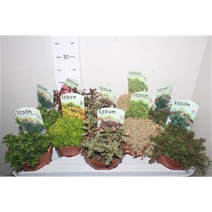 Sedum Ov