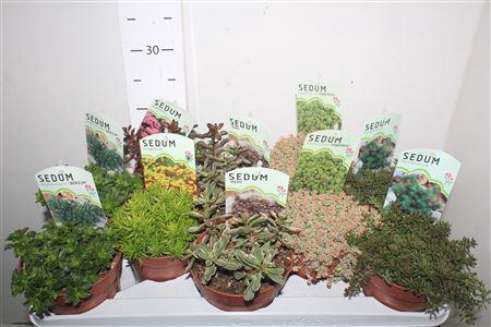 <h4>Sedum Ov</h4>
