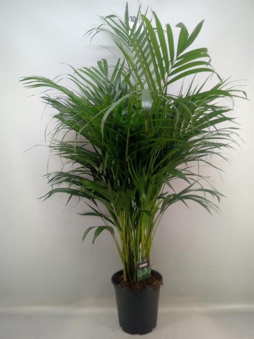 <h4>Dypsis lutescens   ...Chrysalidoca</h4>