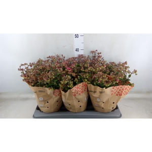 Kalanchoe blos.   ..rosebud
