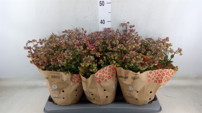 <h4>Kalanchoe blos.   ..rosebud</h4>