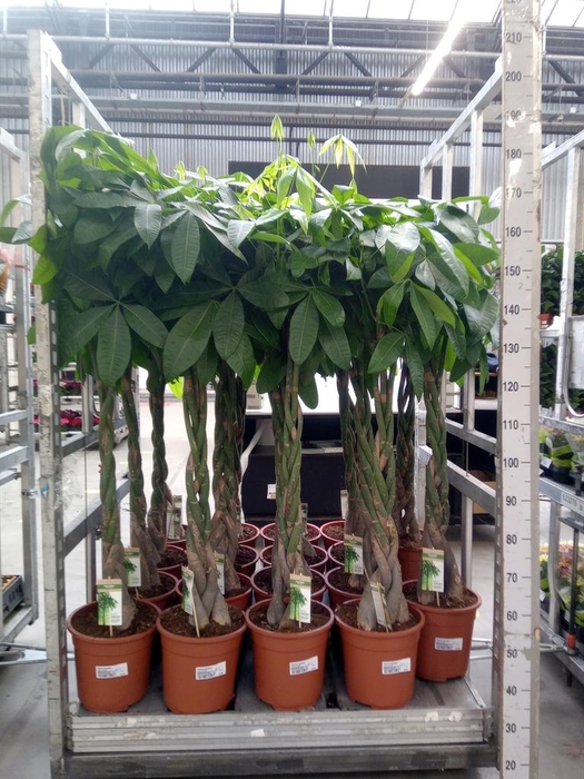 <h4>Pachira aquatica</h4>