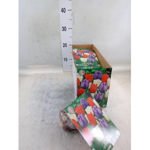 Tulipa   ...flowerbulbs