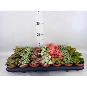 Fittonia   ...mix 7