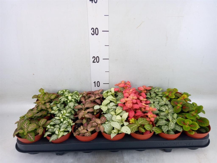 <h4>Fittonia   ...mix 7</h4>