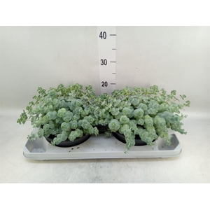 Sedum sieboldii 'Mediovariegatum'