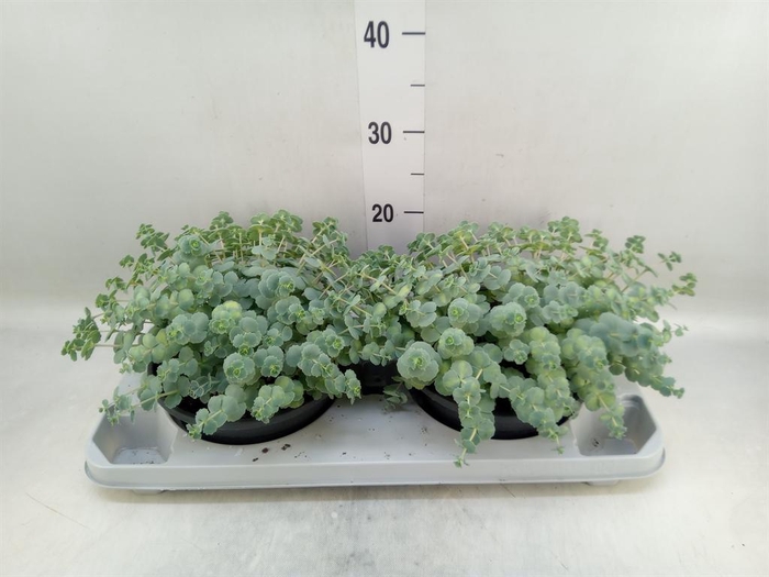 <h4>Sedum sieboldii 'Mediovariegatum'</h4>