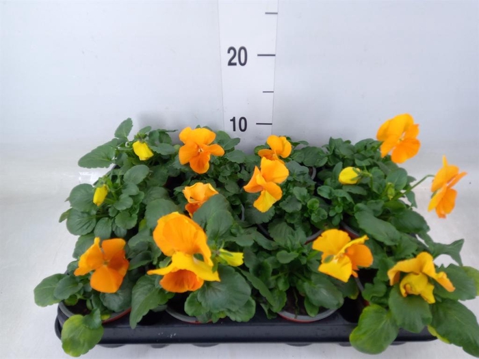 <h4>Viola wr. 'Alpha Orange'</h4>