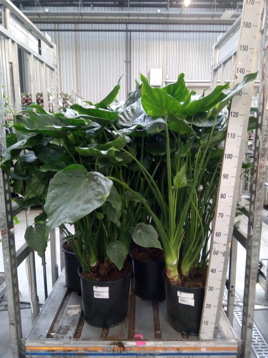 <h4>Alocasia cucullata</h4>